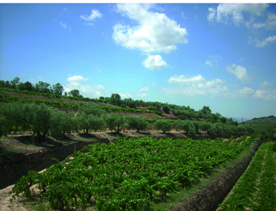 Vinos Portal del Montsant_Aubagues